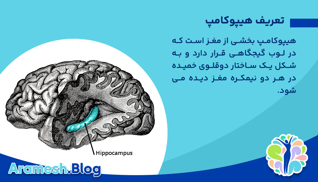 جایگاه هیپوکامپ در اختلالات روانی: نقش کلیدی در سلامت روان 2 جایگاه هیپوکامپ در اختلالات روانی: نقش کلیدی در سلامت روان