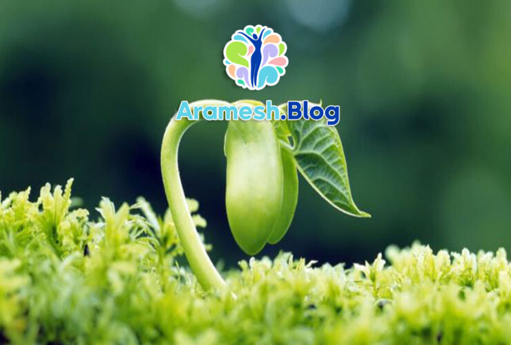 روانشناسی رشد در بزرگسالی متاخر: بررسی تحولات روانی و اجتماعی در دوره پایانی زندگی